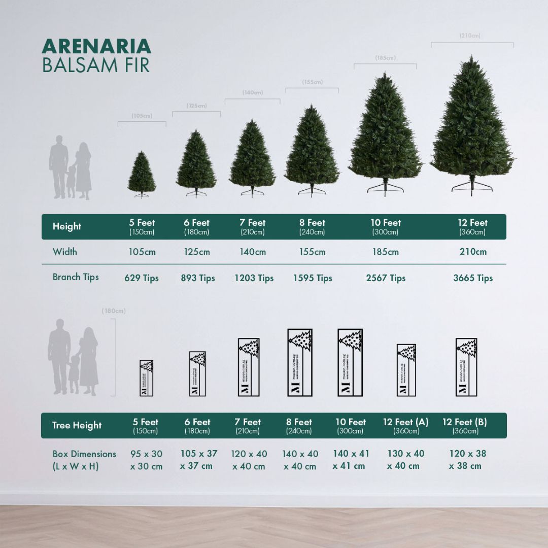Arenaria - Balsam Fir - Image 2
