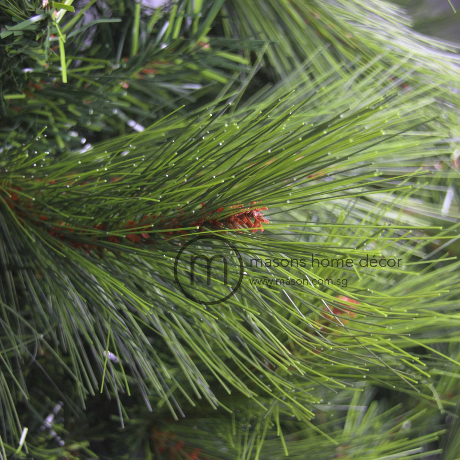 Abaco Giant Pine Christmas Tree