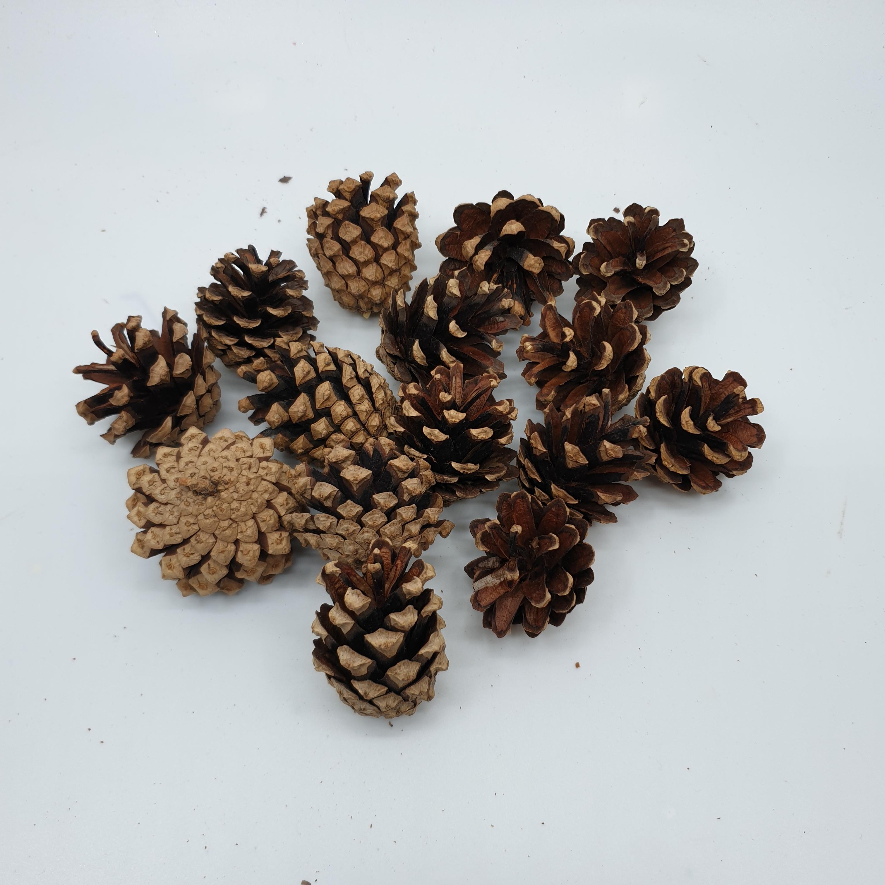 mini pine cones