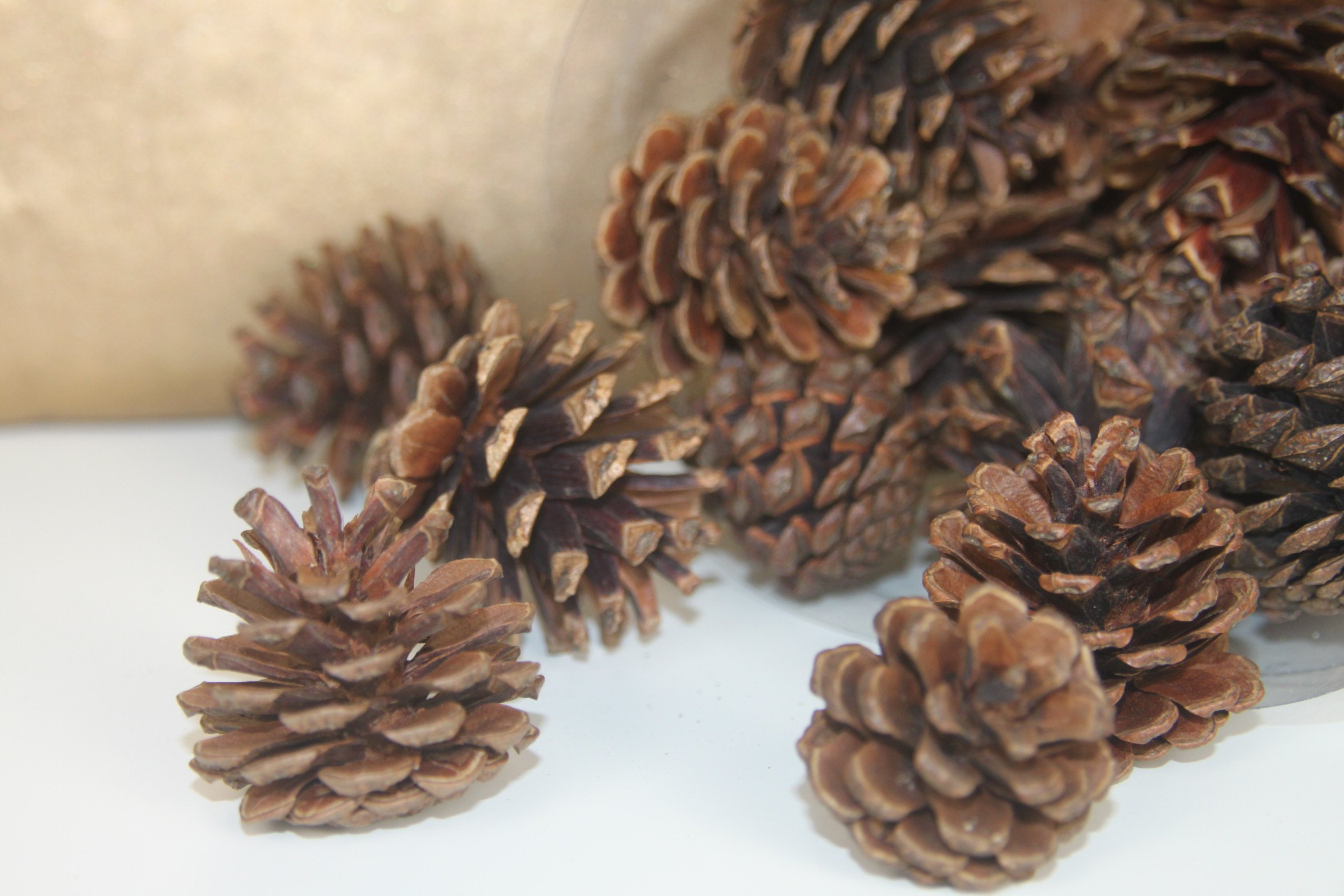 Mini Pine Cones - Natural - Masons Home Decor