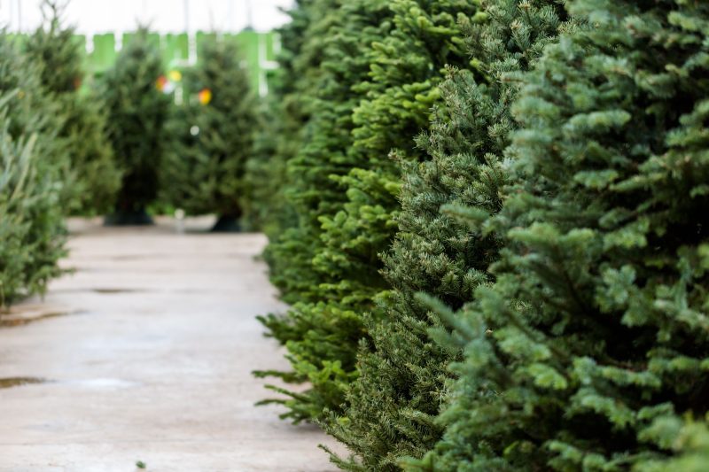 Shopping for real Christmas trees
