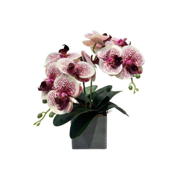Artificial Mini Double-Stalk Phalaenopsis Orchid Arrangement - White-Burgundy - Grey Pot by masons home decor singapore