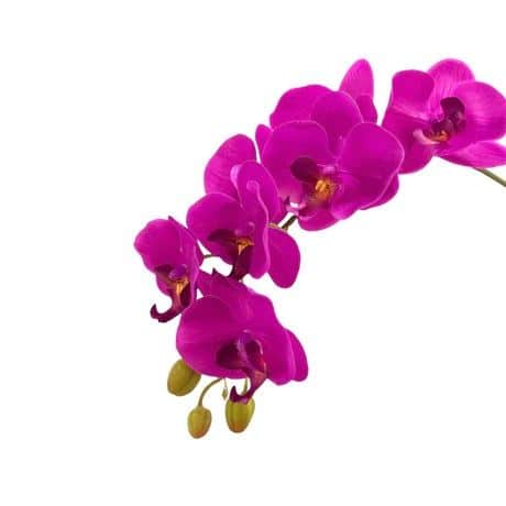 Artificial Phalaenopsis Orchid Arrangement with Solanum Mammosum - 0.8m - Pot Teal - Beauty (Purple)