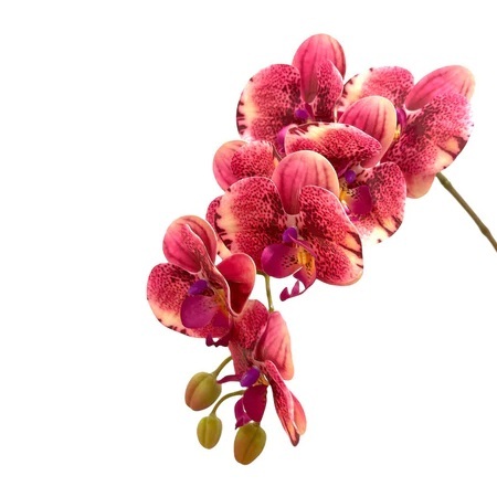 Artificial Phalaenopsis Orchid Arrangement with Solanum Mammosum - 0.8m - Pot Teal - Magenta
