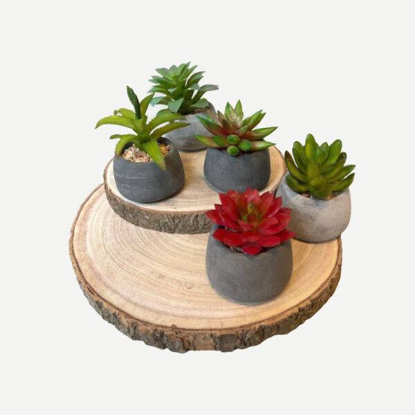 Artificial Potted Mini Succulents - Set of 5 (Assorted) - Grey Pot - With 2 Wood Slices by masons home decor singapore