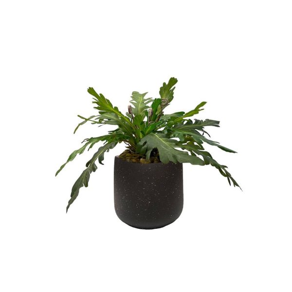 Artificial Asplenium - Black Pot by masons home decor singapore