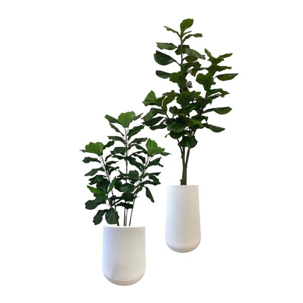 Artificial Fiddle Tree (Set of 2 - Assorted) - 1.2m & 1.8m - Short and Tall White Textured Pot by masons home decor singapore