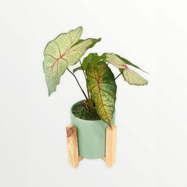 Artificial Potted Caladium - Green Round Ceramic Pot 1 by masons home decor singapore