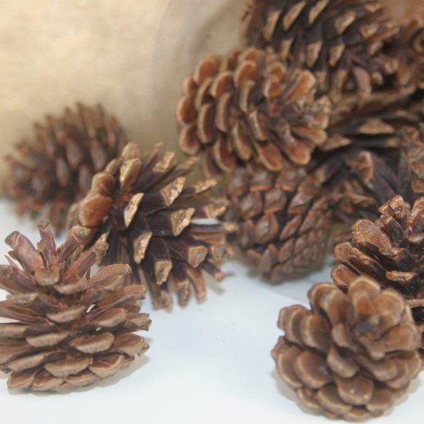 Mini Pine Cone Brown by Masons Home Decor Singapore (2)