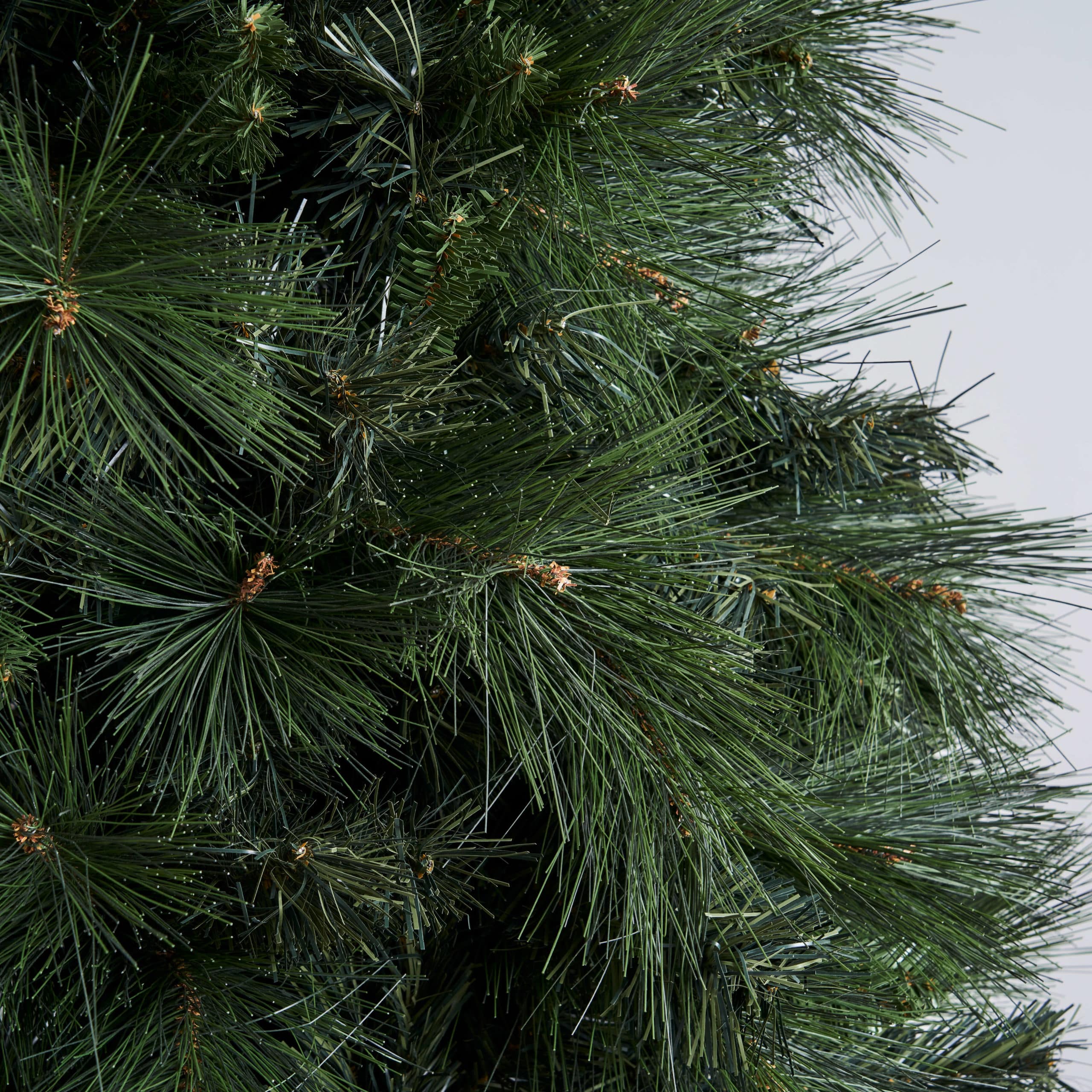 Abaco - Giant Needle Pine - Image 3