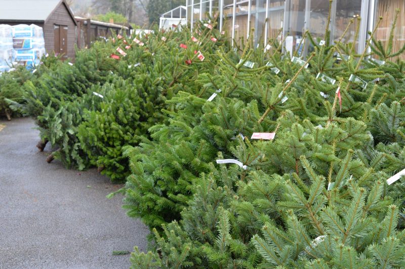 Real Christmas trees for sale