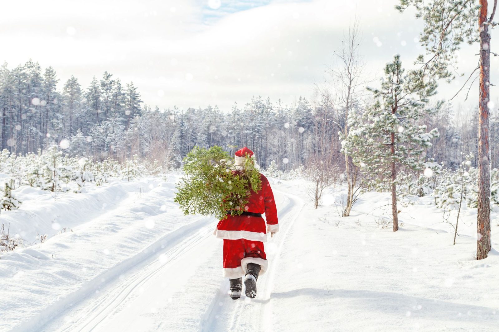 Santa carrying a tree