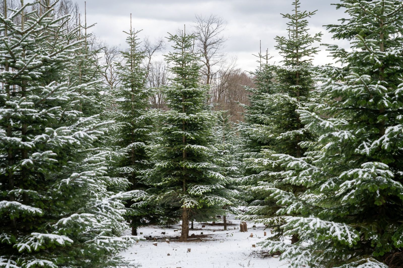 Snowy pine forest